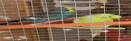 Budgerigars birds for sale: Full set up  in Bristol - Advert 1