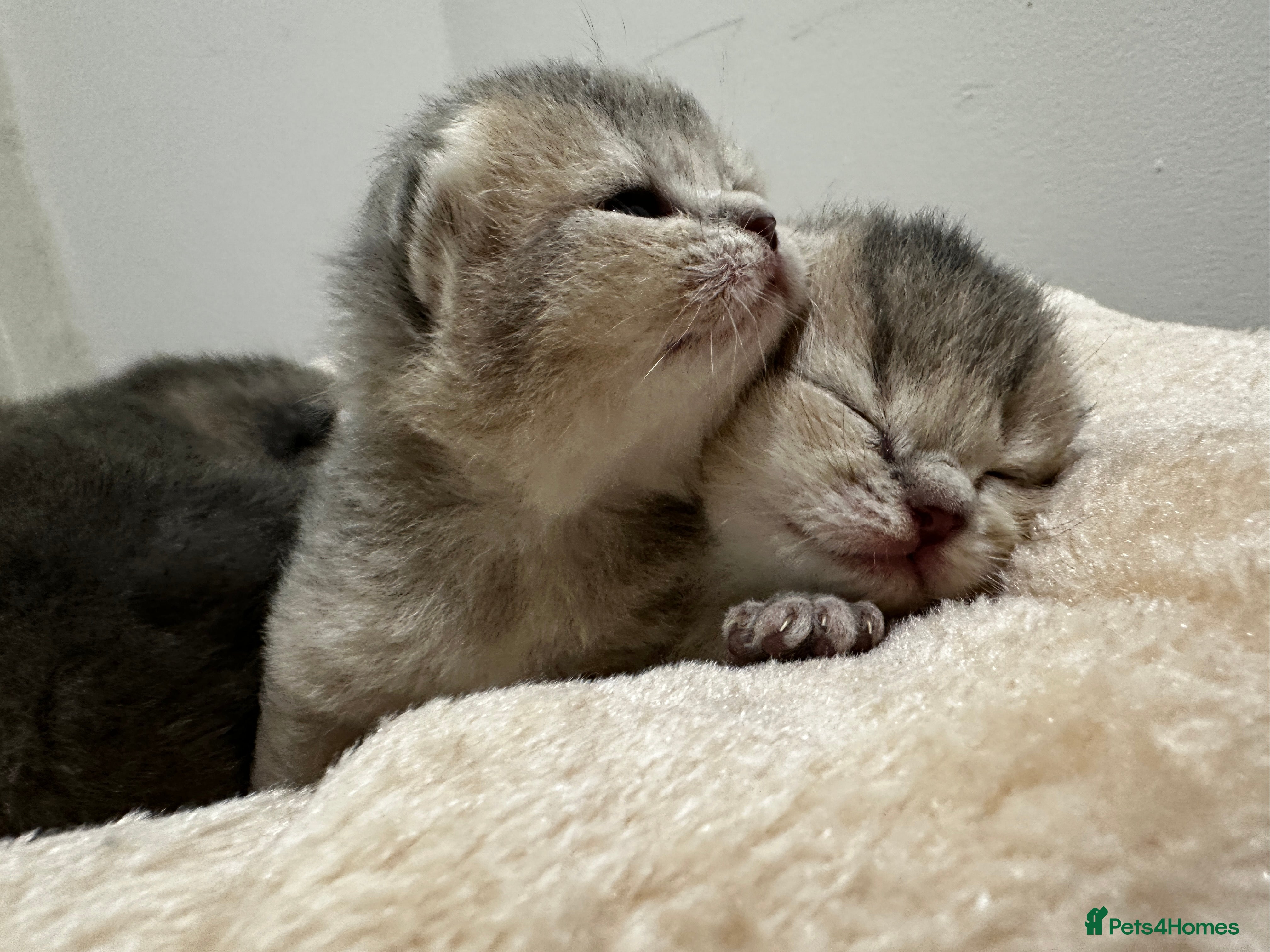 British Shorthair cats BSH Black Golden & Blue Golden Kittens - Advert 3