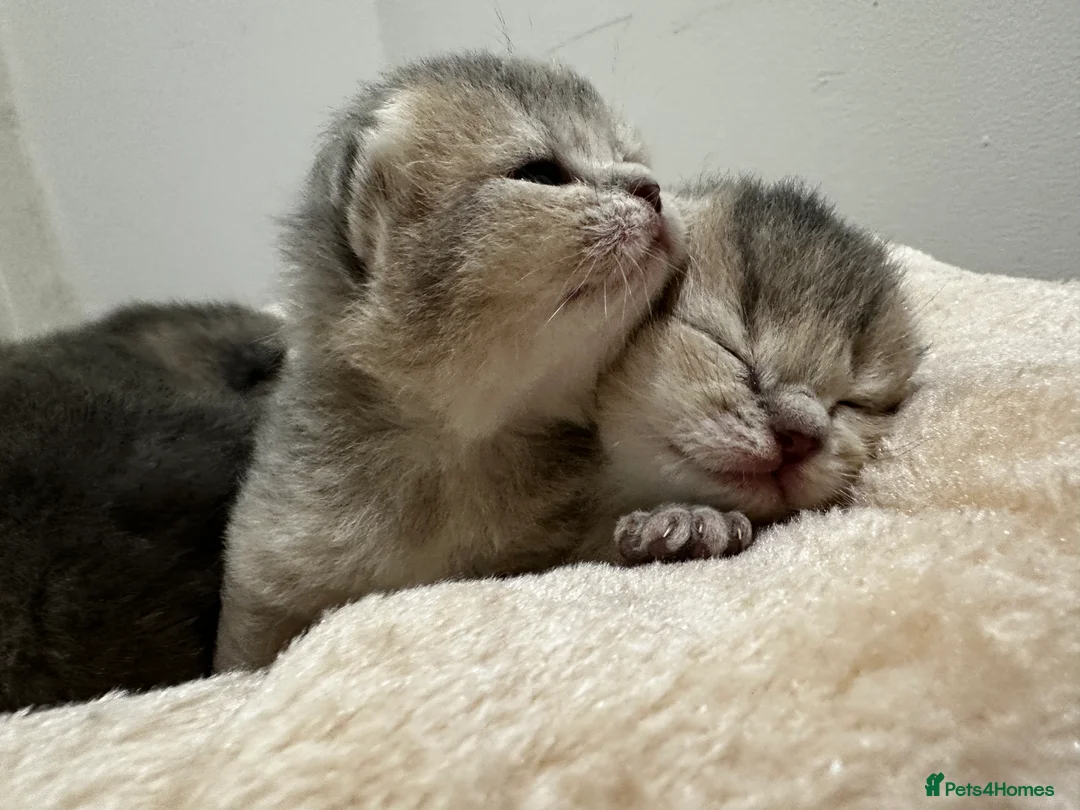 British Shorthair cats for sale: BSH Black Golden & Blue Golden Kittens - Advert 1