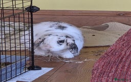 Mini Lop rabbits for sale: Male Rabbit in need of forever home.  - Image 5