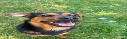 Mixed Breed dogs for adoption: Junior - Huntaway Cross for Adoption in Wells - Advert 4