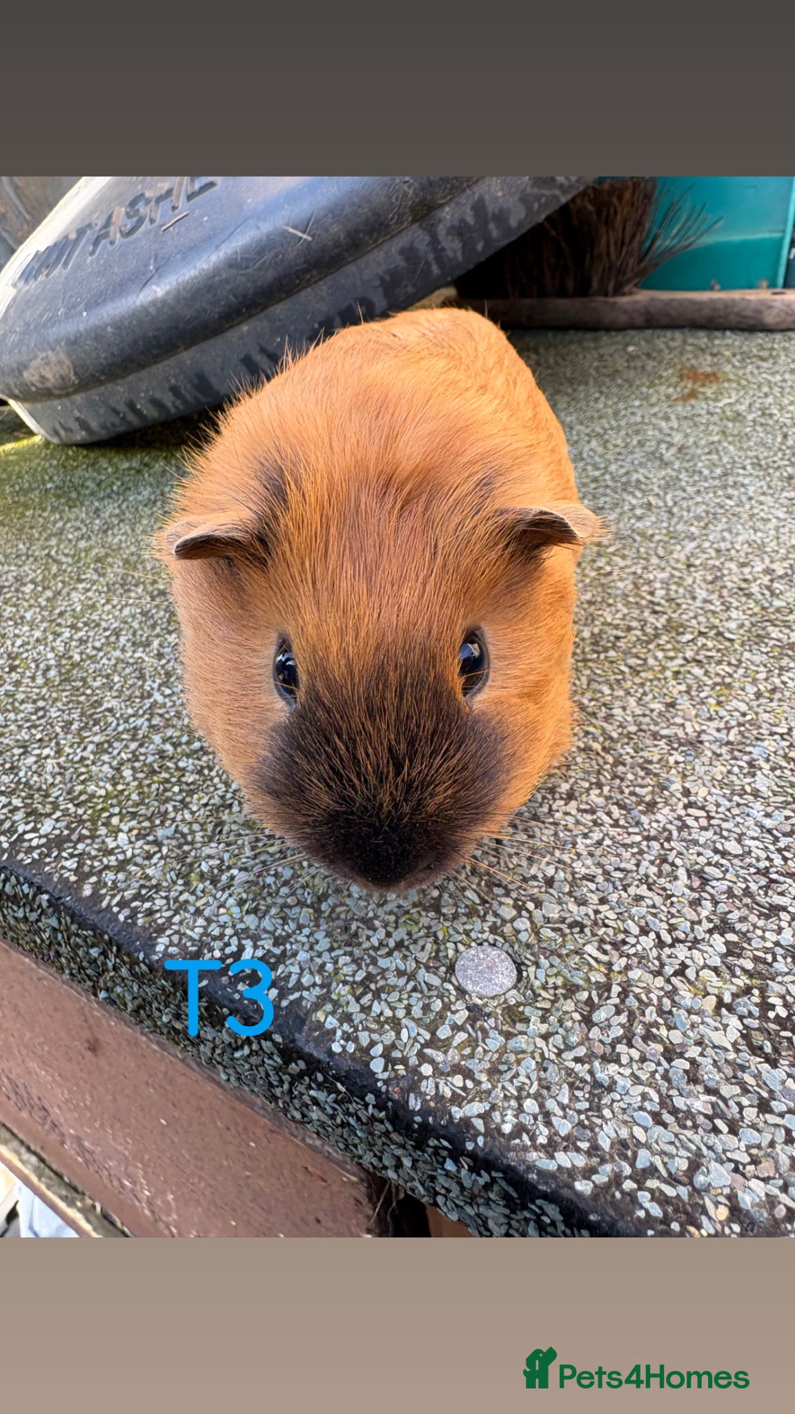 Guinea Pig rodents Young Californian and Swiss guinea pigs for sale  - Advert 17