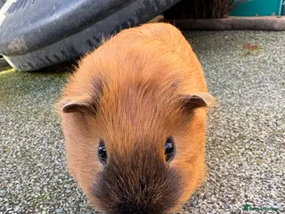 Guinea Pig rodents Young Californian and Swiss guinea pigs for sale - Advert 17