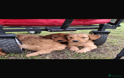 Mini Goldendoodle dogs for sale: F1 Goldendoodle puppies  - Image 16