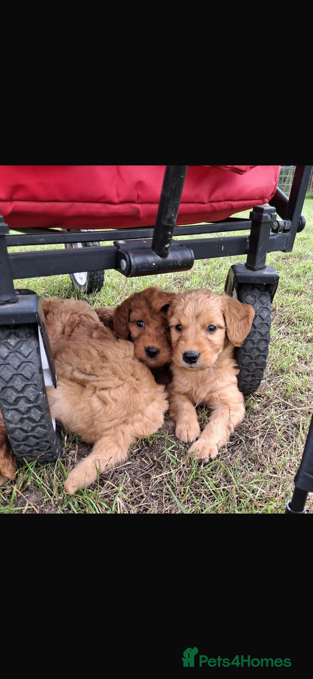 Mini Goldendoodle dogs for sale: F1 Goldendoodle puppies  - Image 16