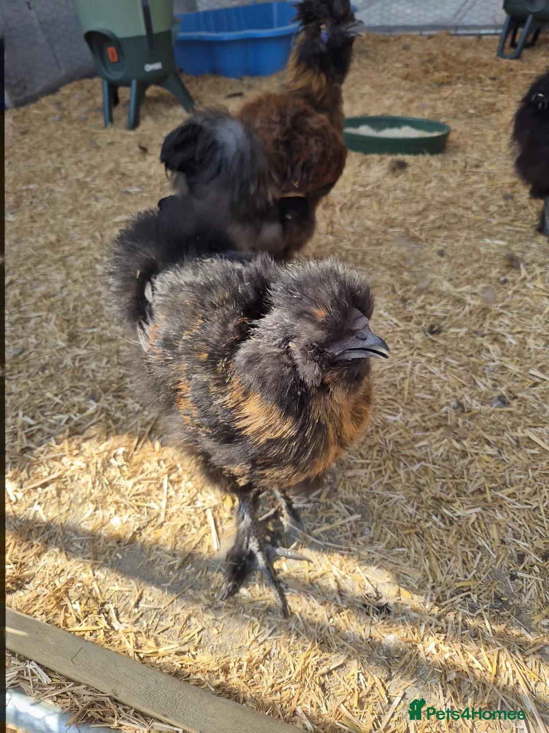 Chickens poultry for sale: 3 male silkies in Heanor - Advert 2