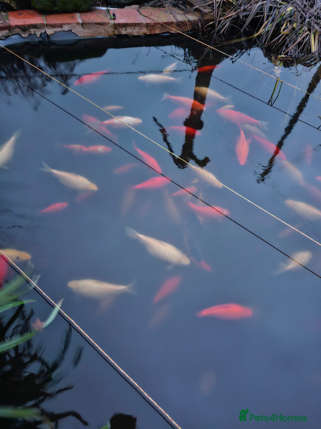 Other/Mixed Breed fish for sale: Pond being emptied - all enquiries welcome  - Advert 1