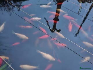 Other/Mixed Breed fish Pond being emptied - all enquiries welcome - Advert 1