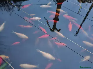 Other/Mixed Breed fish Pond being emptied - all enquiries welcome - Advert 5