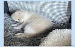 British Shorthair cats for sale: ⭐️Beautiful GCCF British Shorthair Male kitten - Image 7