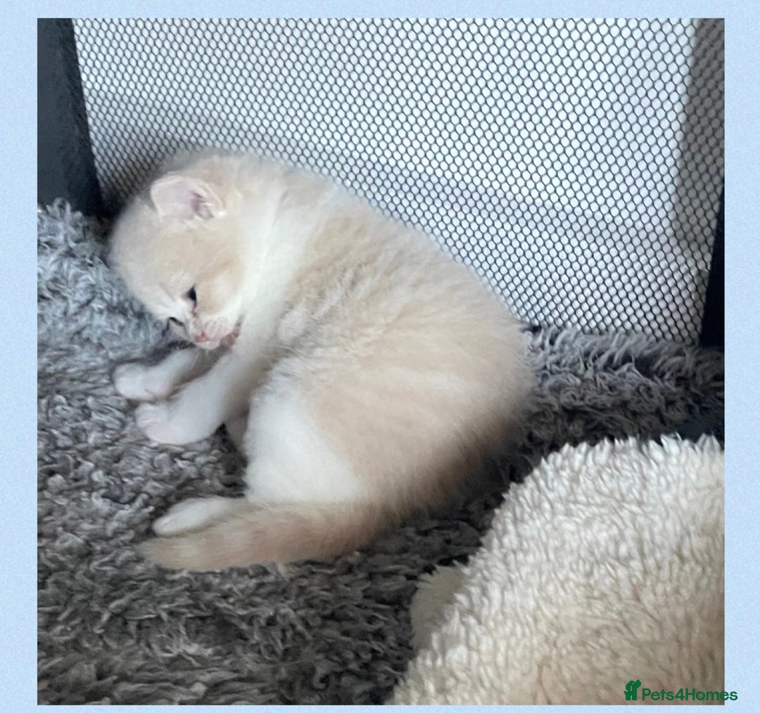 British Shorthair cats for sale: ⭐️Beautiful GCCF British Shorthair Male kitten - Image 7