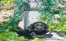 Sprocker dogs for sale: Sprocker Spaniel Puppies  in Swansea - Image 5