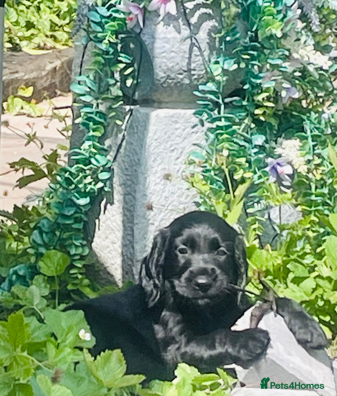 Sprocker dogs for sale: Sprocker Spaniel Puppies  in Swansea - Image 5