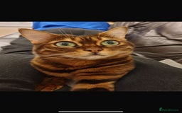 Bengal cats for sale: Bengal cat  - Image 1