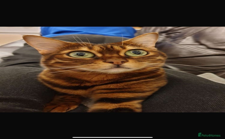 Bengal cats - Advert 6