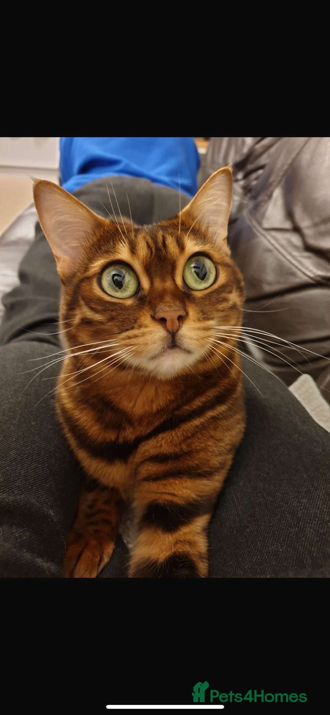 Bengal cats for sale: Bengal cat  - Image 1