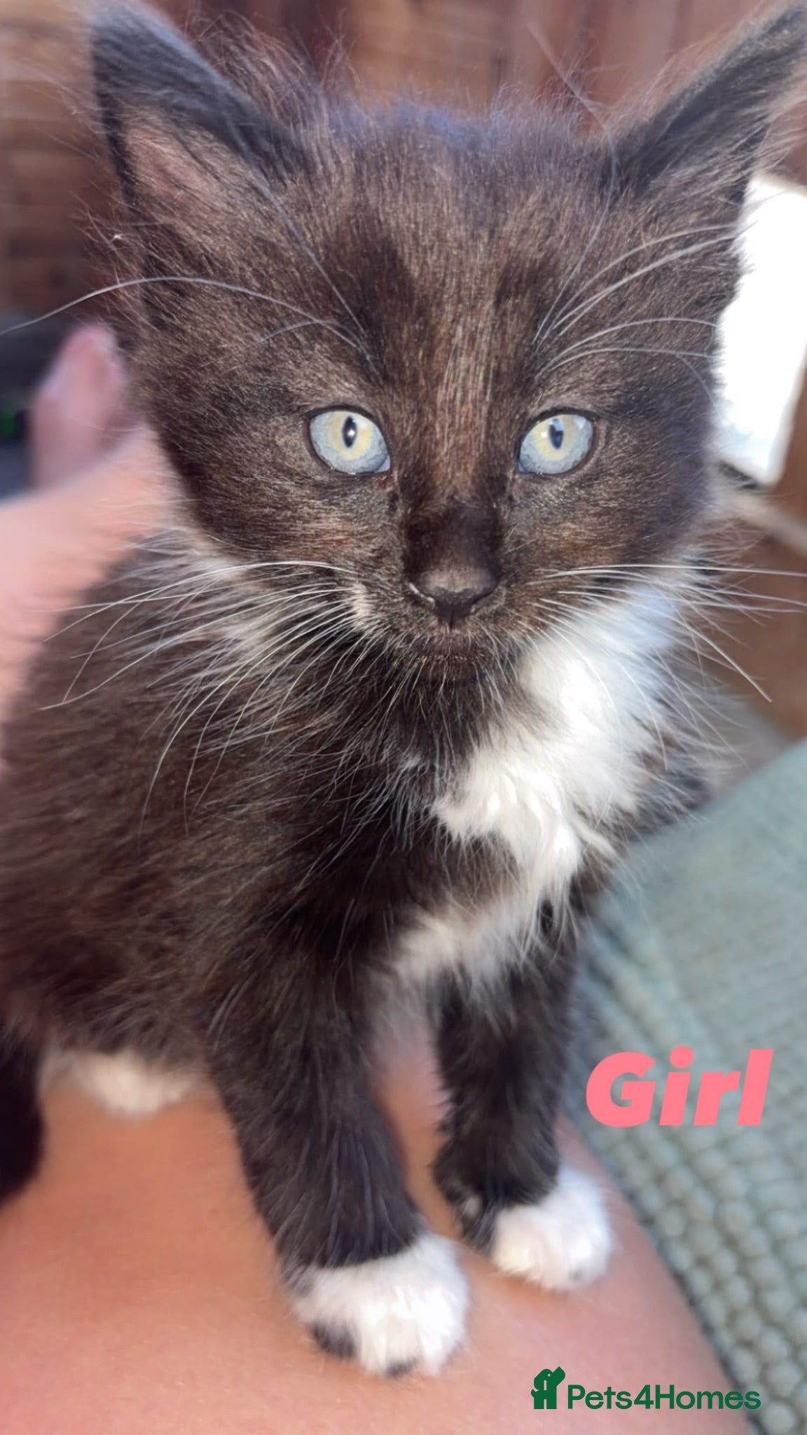 Mixed Breed cats 4x beautiful kittens looking for their foreverhome - Advert 5