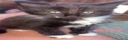 Mixed Breed cats for sale: 4x beautiful kittens looking for their foreverhome - Advert 1