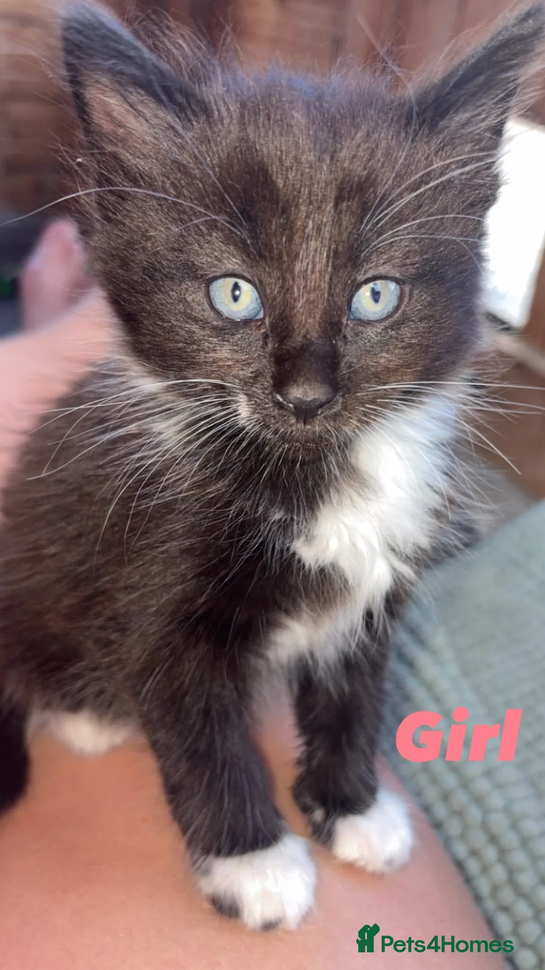 Mixed Breed cats for sale: 4x beautiful kittens looking for their foreverhome - Advert 1