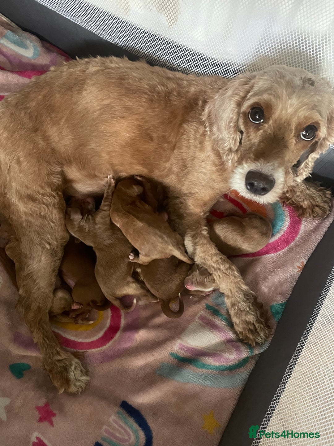 Cavapoo dogs for sale: F1b cavapoos  - Image 2