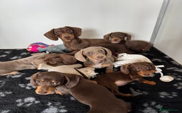 Miniature Dachshund dogs for sale: Miniature Dachsund puppies (licensed breeder) - Image 1