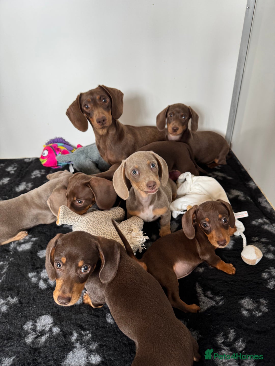 Miniature Dachshund dogs for sale: Miniature Dachsund puppies (licensed breeder) - Image 1
