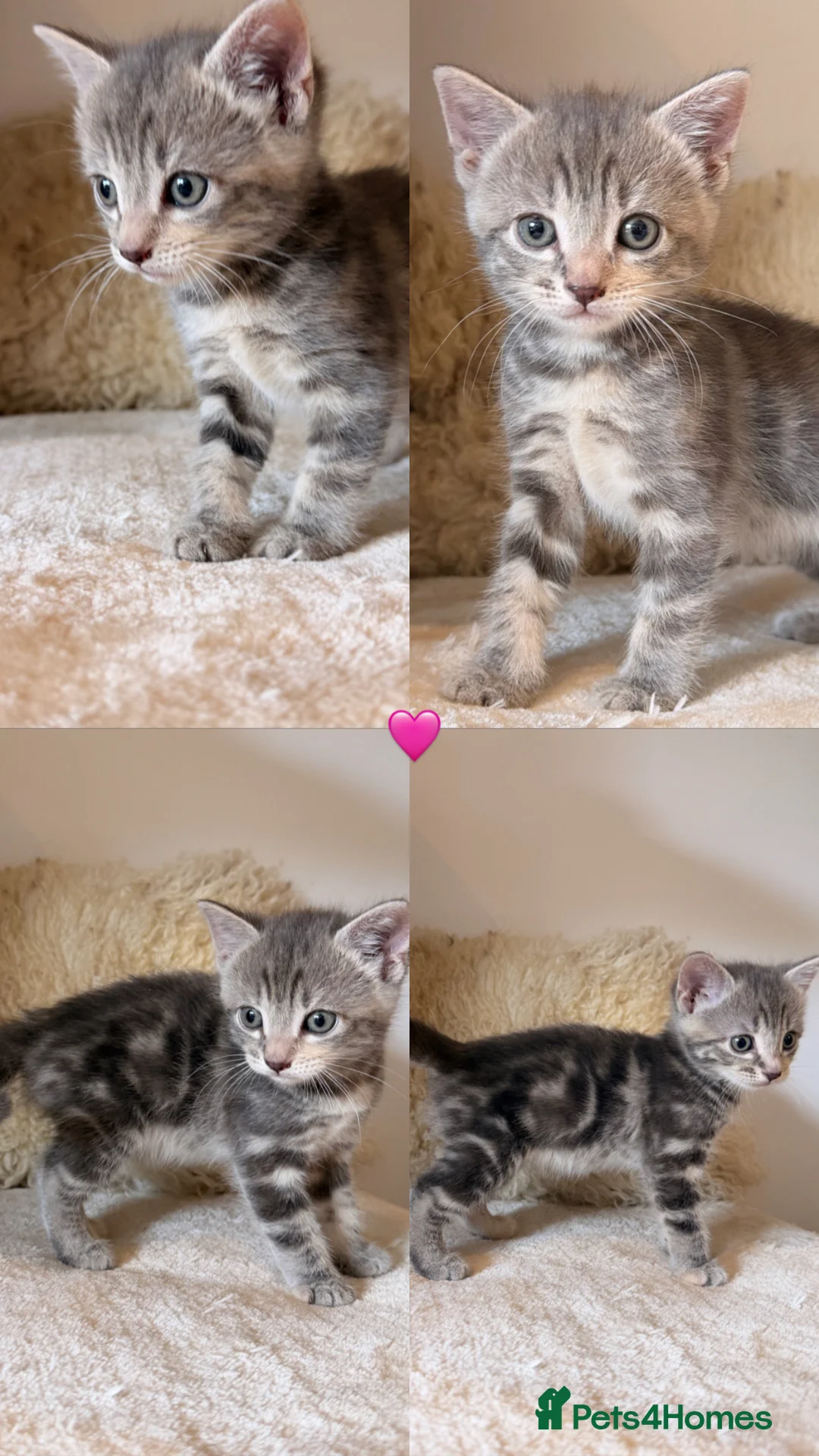 Mixed Breed cats for sale: Russian Blue Mix Kittens  - Advert 2