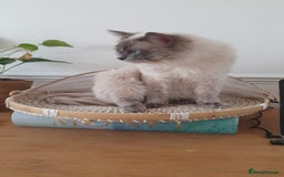Ragdoll cats for sale: *RAGDOLL Male for sale* - Image 6