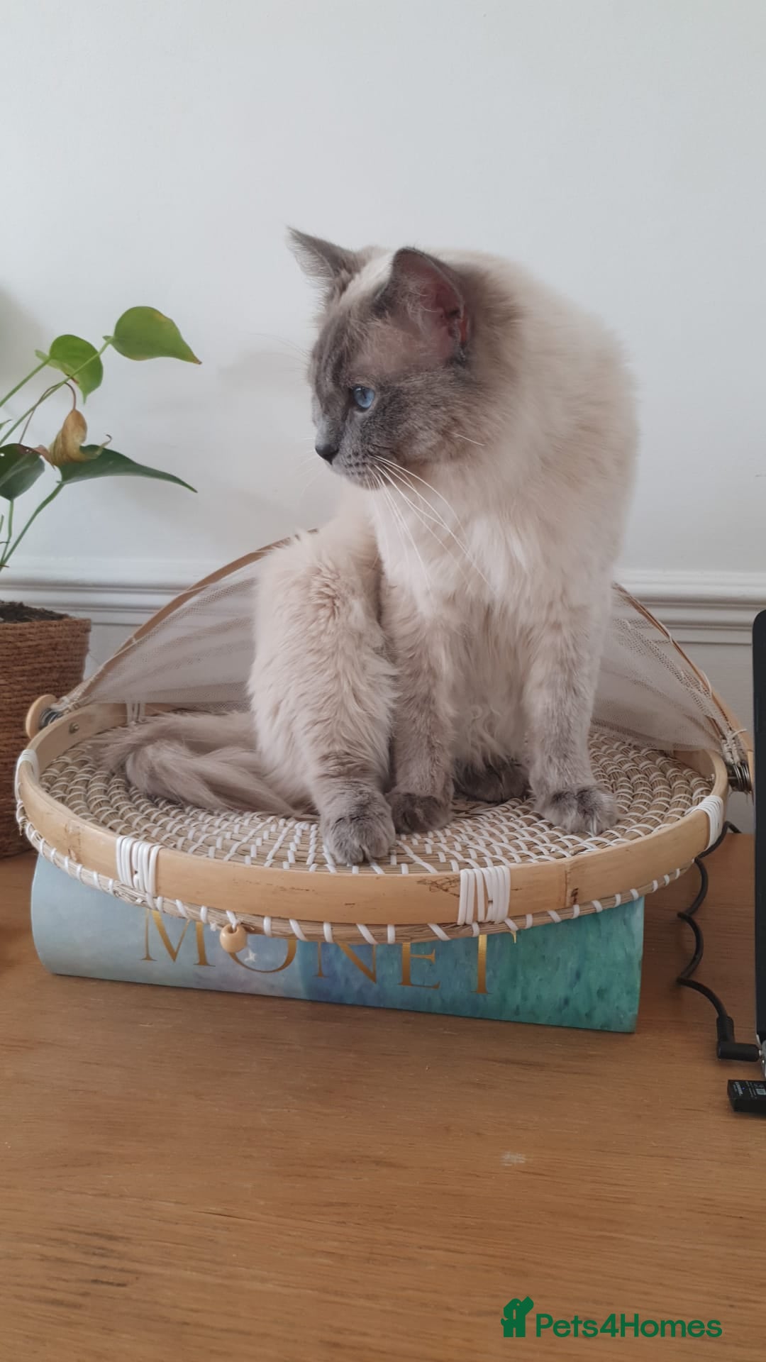Ragdoll cats for sale: *RAGDOLL Male for sale* - Image 6