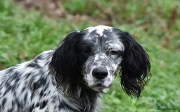 English Setter dogs for adoption: Evo   - Image 8