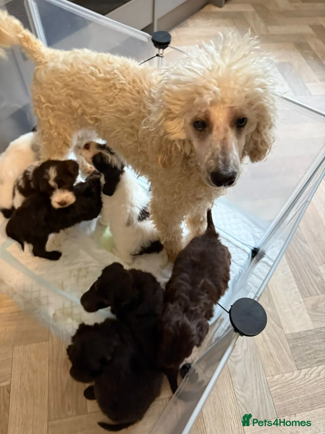 Cockapoo dogs for sale: Gorgeous Cockapoo litter in Barnsley - Advert 8
