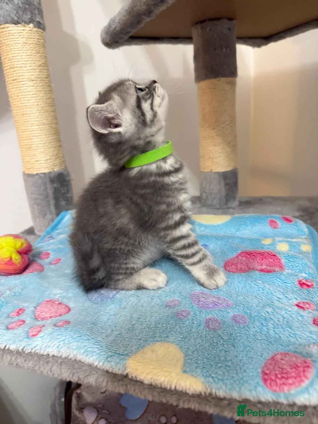 British Shorthair cats for sale: 4 British Shorthair kittens - Advert 13