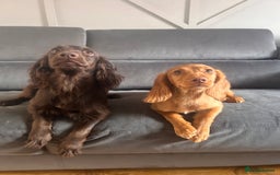 Cocker Spaniel dogs for sale: Regrettable sale - Image 3