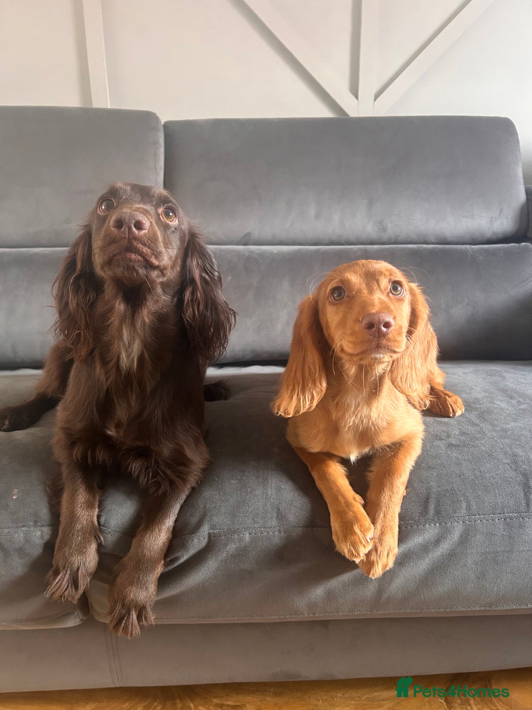 Cocker Spaniel dogs for sale: Regrettable sale - Image 3
