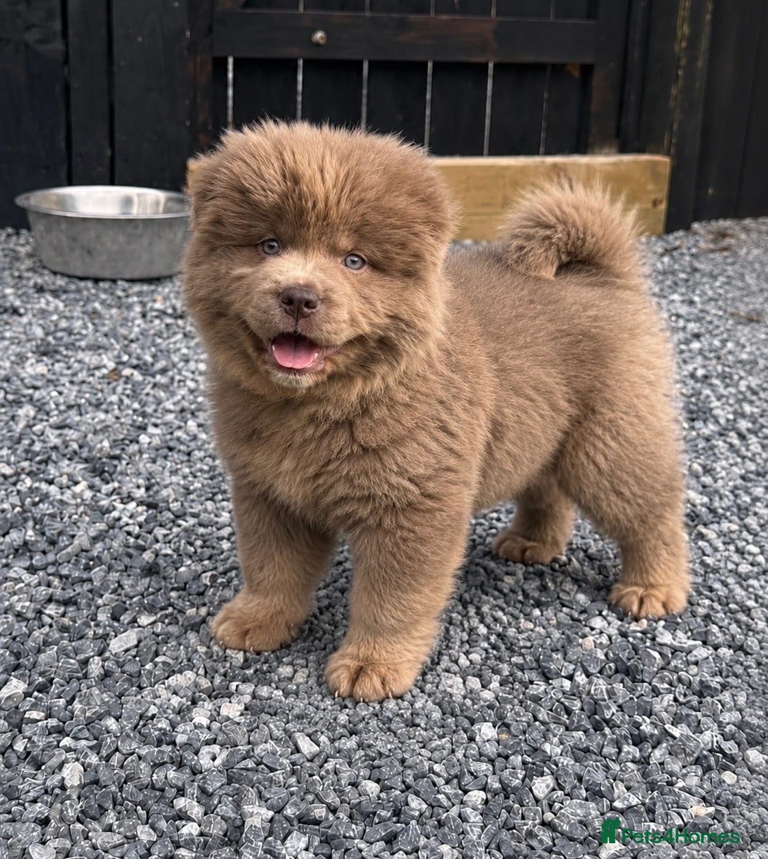 Chow Chow dogs Exotic colour pure chow chow puppies for sale  - Advert 1