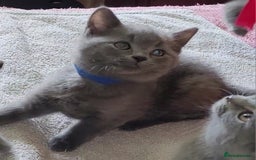 British Shorthair cats for sale: British Blue shorthair kittens £400 - Image 28
