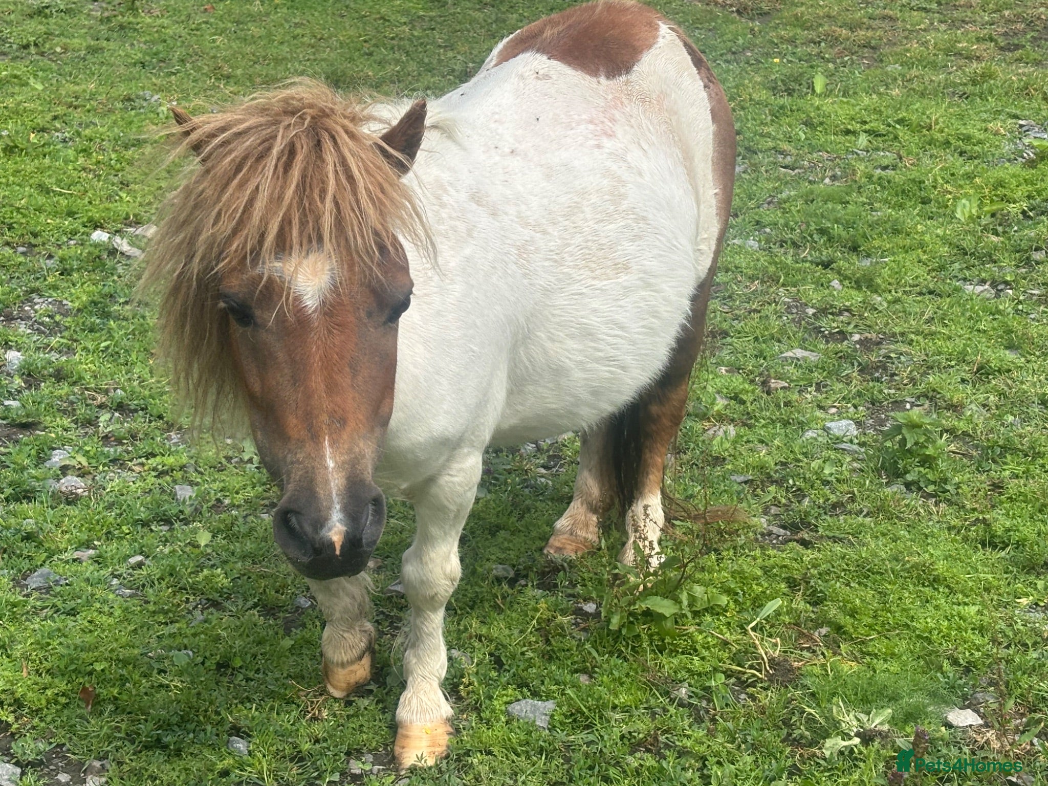 Shetland pony horses Miniature Shetland Mare - Advert 2