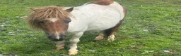 Shetland pony horses for sale: Miniature Shetland Mare - Advert 2