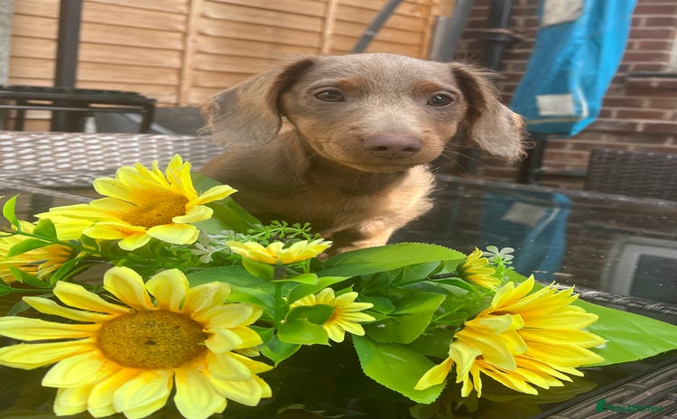 Miniature Dachshund dogs - Advert 11