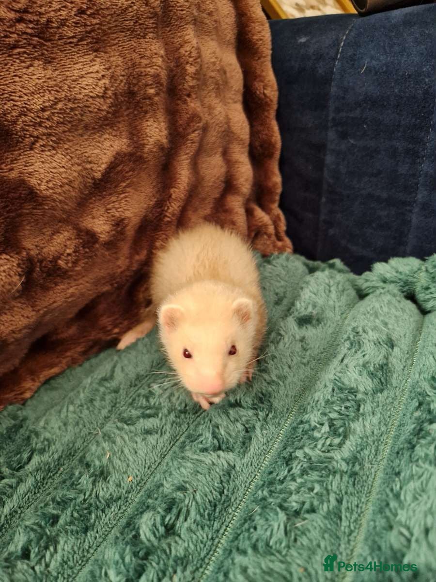 Ferret rodents Ferret - Advert 2
