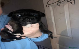 Mixed Breed dogs for sale: 3 male shitzu cross Patterdale puppies  - Advert 4