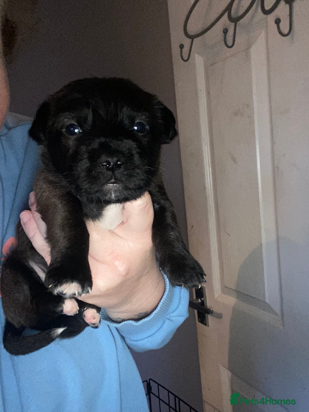 Mixed Breed dogs for sale: 3 male shitzu cross Patterdale puppies  - Advert 4