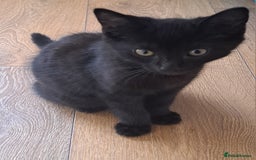 Russian Blue cats for sale: Adorable Russian Blue X Chantilly Tiffany Kittens! - Image 6