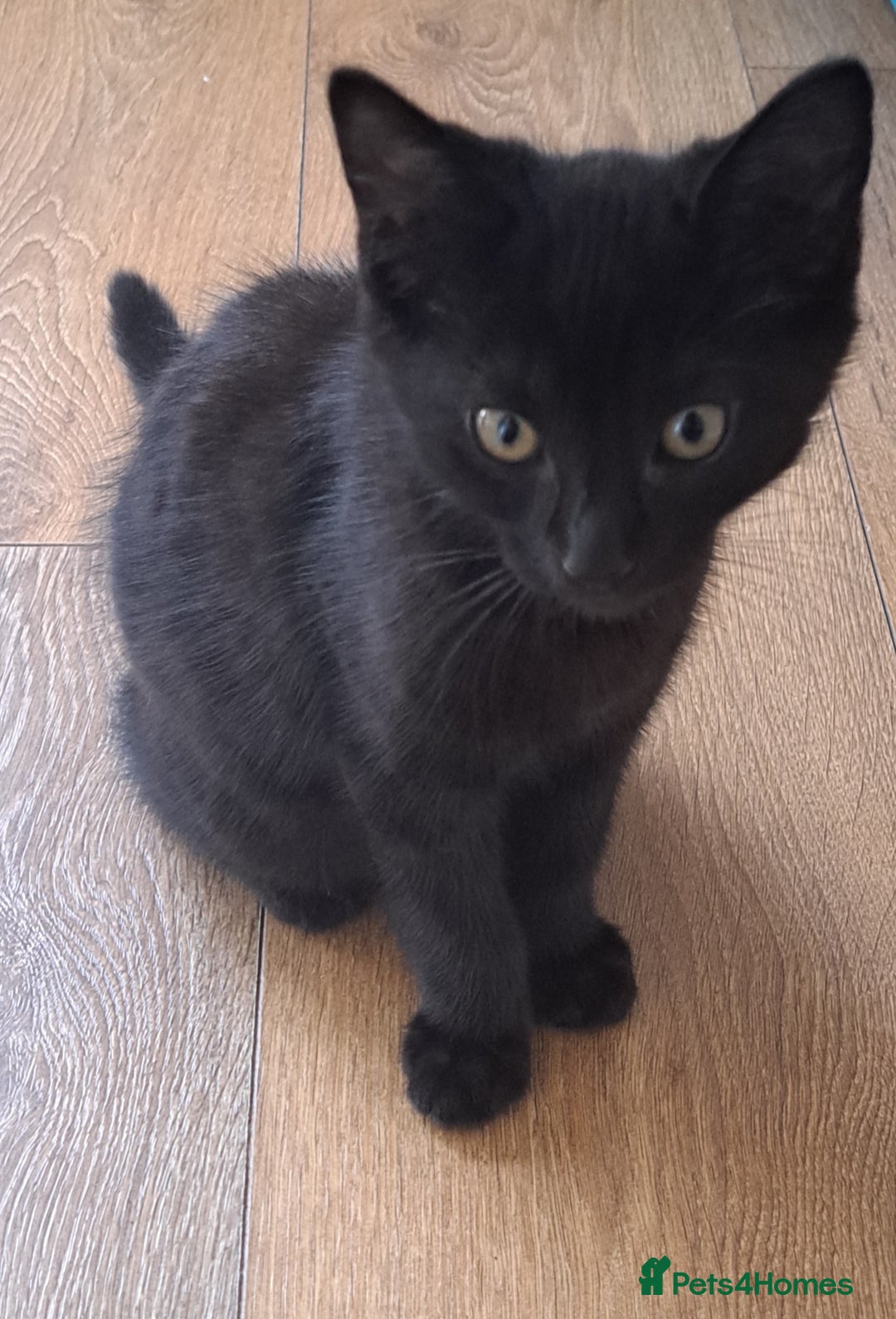 Russian Blue cats for sale: Adorable Russian Blue X Chantilly Tiffany Kittens! - Image 6
