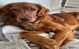 Irish Setter dogs for sale: Rare Golden Irish litter - Image 38