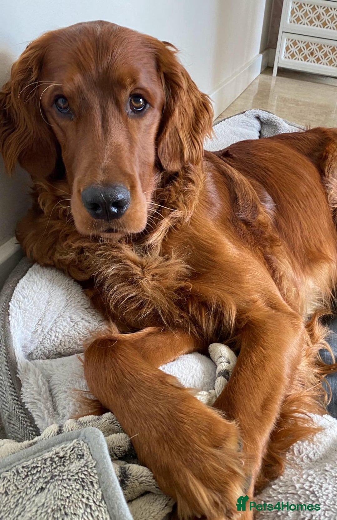 Irish Setter dogs for sale: Rare Golden Irish litter - Image 38