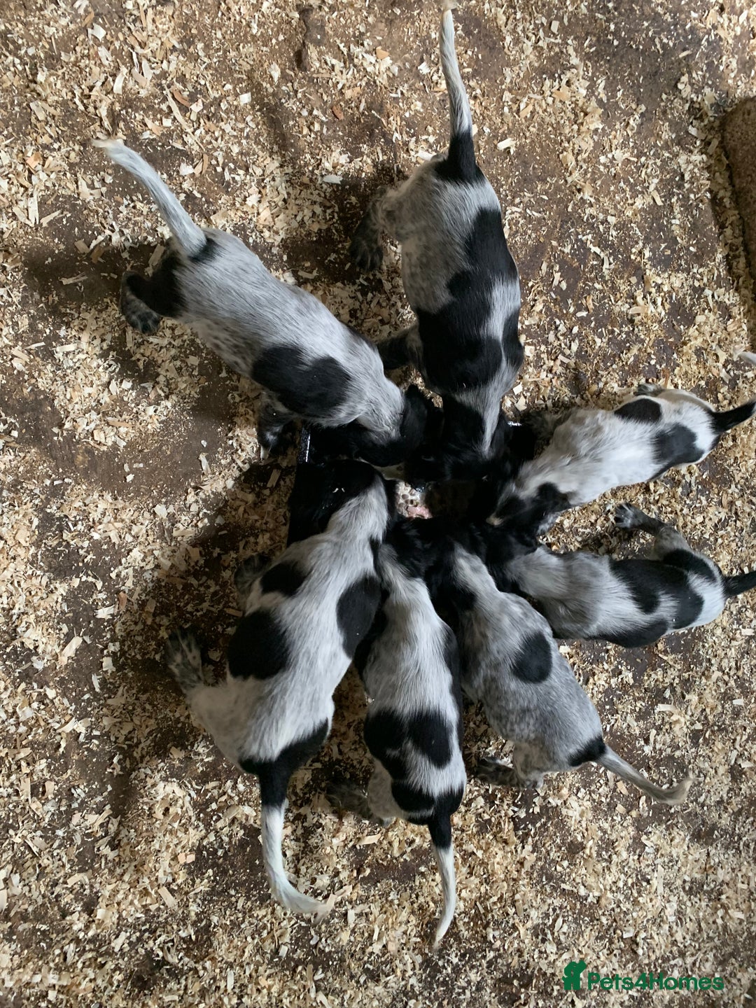 Sprocker dogs for sale: Beautiful Sprocker Puppies  - Image 3