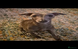 Whippet dogs for sale: 3 stunning KC registered males  - Image 9