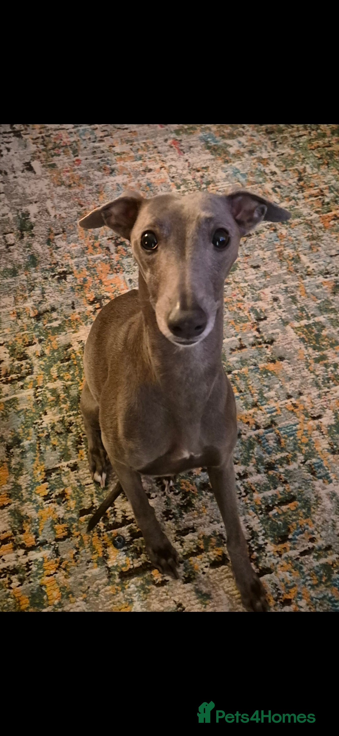 Whippet dogs for sale: 3 stunning KC registered males  - Image 9