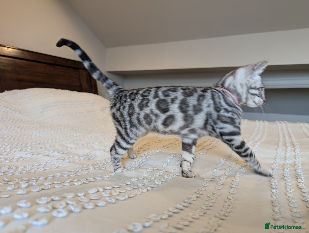 Bengal cats for sale: 🤍🖤🩶 Bengal Kittens 🩶🖤🤍 in Barnoldswick - Image 23